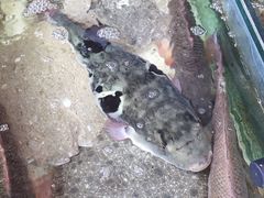 -南戴河海滨市场