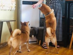 -柴犬高等学院·狗咖·柴犬售卖·宠物训练