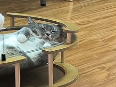 -MOCHA明星猫咖(田子坊店)