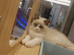 -屋虎猫馆(宝安大仟里店)
