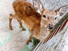 -前小桔亲子创意农场·草莓采摘·露营烧烤