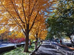 -三里屯东五街银杏大道