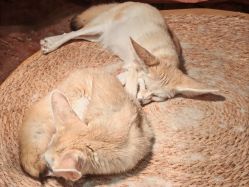 -Zoolung Zoolung动物主题公园(海信广场店)