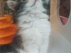 -李小姐の猫咖啡馆(五角场店)