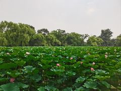 -北陵公园