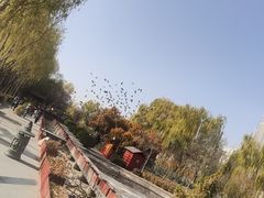 -水车博览园