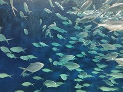 -上海海洋水族馆