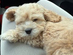 -翊宠yipet猫狗购宠庄园犬舍•猫舍