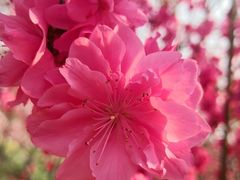 -南汇桃花村