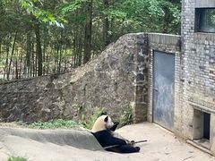 -都江堰中华大熊猫苑
