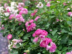 -贡湖湾湿地公园