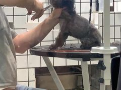 -熊小胖宠物生活馆(天华园店)