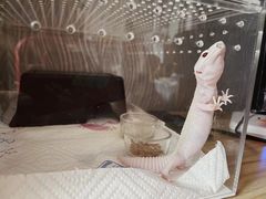 -酷以爬仙阁实体爬宠店·守宫·蜥蜴·专业繁育