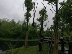 -都江堰中华大熊猫苑