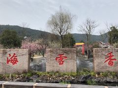 -香雪海