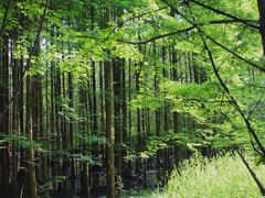 -桤木河湿地公园