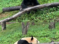 -卧龙中华大熊猫苑神树坪基地