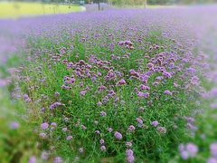 -杭州城北体育公园