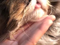 -瞄一喵猫咖(格力海岸店)