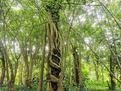 -中国科学院西双版纳热带植物园