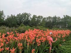 -桤木河湿地公园