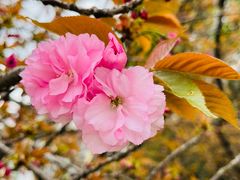 -新虹桥中心花园