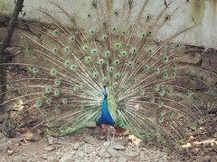 -藏龙百瀑风景区