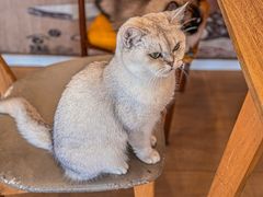 -Let's go狗咖·猫咖·奶狗·桌游(春熙路IFS店)