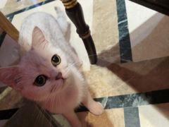 -猫色咖啡·猫咖