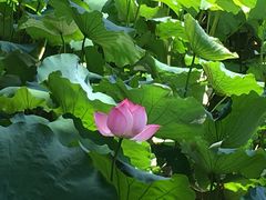 -韶山毛泽东同志故居