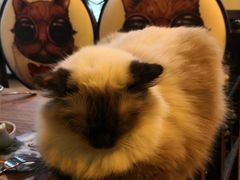 -李小姐の猫咖啡馆(五角场店)