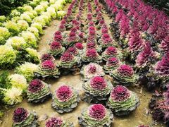 -中国天府农业博览园