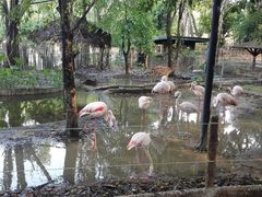 -清迈夜间动物园