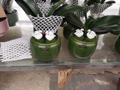 -龙大花卉苗木市场