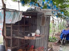 -马陆小张葡萄园农家乐