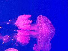 -福州罗源湾海洋世界旅游区