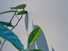 -the fall kaffe乐否咖啡