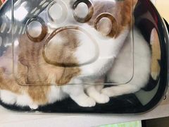 -申普宠物医院·心脏介入·心血管微创(总院)