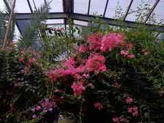 -呀路古热带植物园