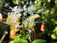 -国家植物园南园