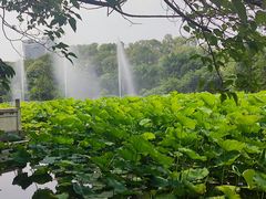 -桂湖森林公园