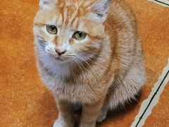 -清真·七祺祥面片手抓羊肉(瑞德店)