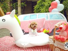 -超宠爱宠物摄影-Super pet