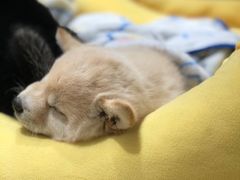 -逗柴咖啡屋·狗咖猫咖宠物桌游