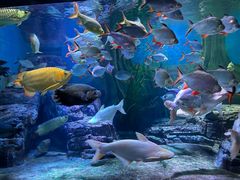 -上海海洋水族馆