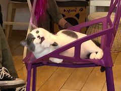 -Cappucimeow猫咪咖啡馆(韦伯时代店)