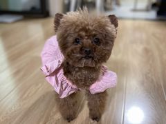 -伟伟宠物医院·CT影像中心·瑞派犬猫综合性门诊(汉口总院)