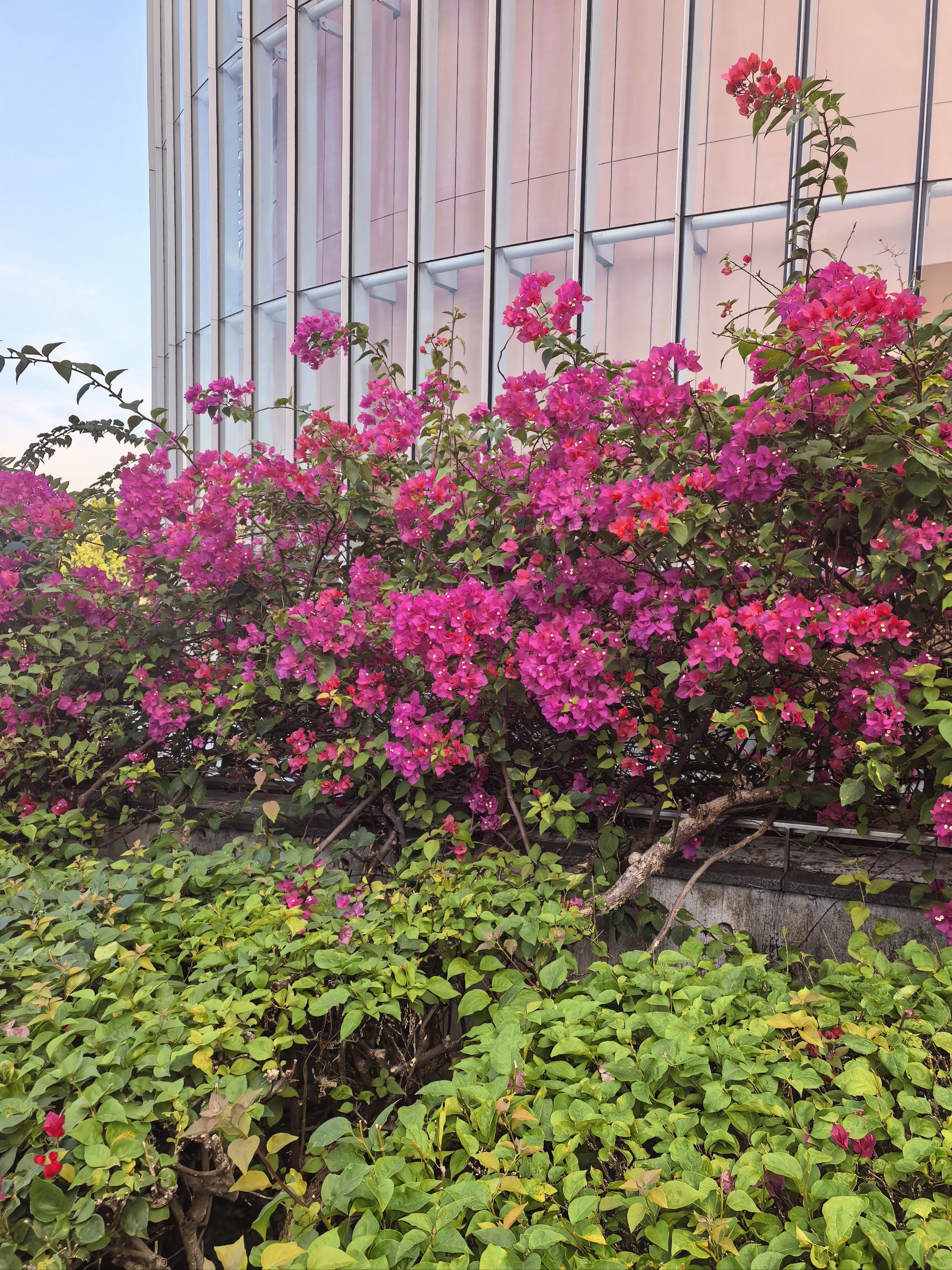 猜猜这是什么花
随手一拍,百度识图真