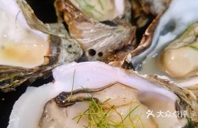 Imported Oyster Sashimi
