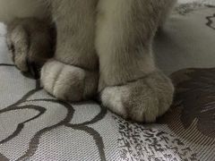 -艾贝尔宠物诊疗